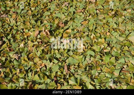 Pile de feuilles de ginko. Banque D'Images