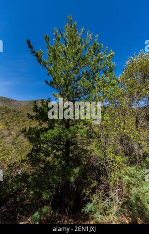 PIN dans les montagnes Huachuca, forêt nationale de Coronado, Arizona, États-Unis Banque D'Images