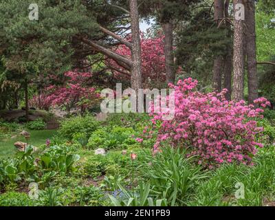 Un azalée rose vif dans un jardin vert ombragé est repris par les écrevisses en fleurs. Banque D'Images