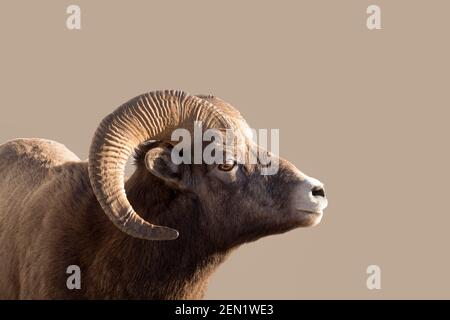 Vue sur un mouflon d'Amérique dans le parc national Jasper, Canada Banque D'Images