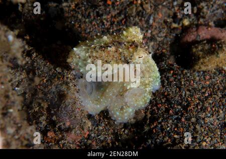 Ocorlate de poison Octopus, Octopus mototi, plongée de nuit, Seraya secrets site de plongée, Seraya, Karangasem, Bali, Indonésie, Océan Indien Banque D'Images