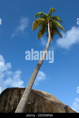 Palmier et rocher à Spring Bay, The Baths, Virgin Gorda, îles Vierges britanniques Banque D'Images