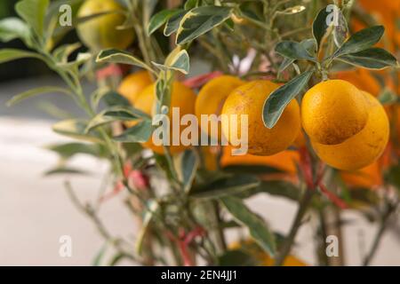 Gros plan sur le fruit du Kumquat sur l'arbre du kumquat. Banque D'Images