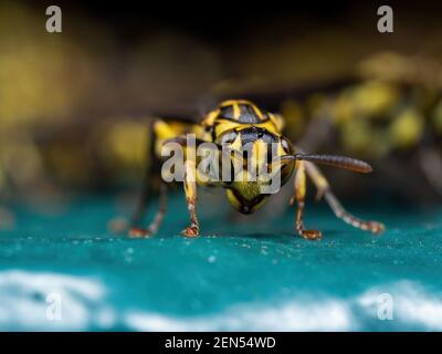 La macro photographie de guêpe sur marbre Turquoise Banque D'Images