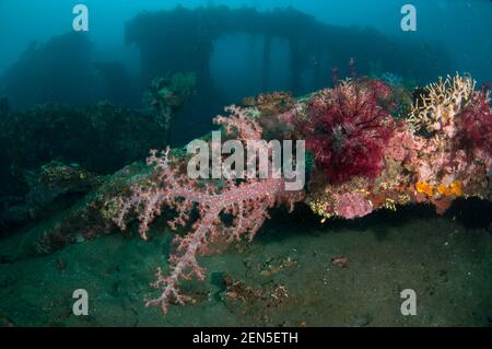 Corail d'arbre à Gomerate mou, Dendronephthya sp, avec fixation d'épave avec piliers en arrière-plan, site de plongée Liberty Wreck, Tulamben, Karangasem, Bali, Indes Banque D'Images