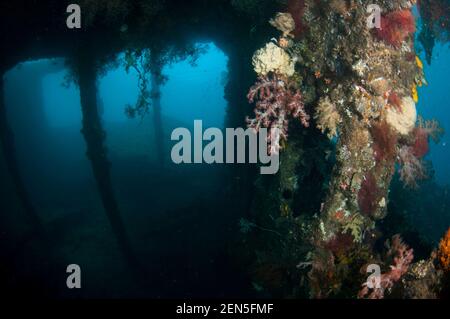 Corail d'arbre à Gomerate, Dendronephthya sp, avec fixation d'épave avec piliers en arrière-plan, site de plongée Liberty Wreck, Tulamben, Karangasem, Bali Banque D'Images