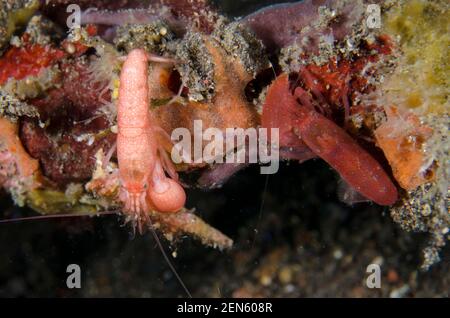 Paire de crevettes en tube d'algues, Alpheus frontalis, site de plongée Bulakan Slope, Seraya, Karangasem, Bali, Indonésie, Océan Indien Banque D'Images