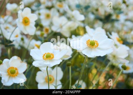 Fleurs blanches d'anémone japonaise dans le jardin. Banque D'Images