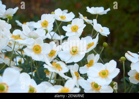 Fleurs blanches d'anémone japonaise dans le jardin. Banque D'Images