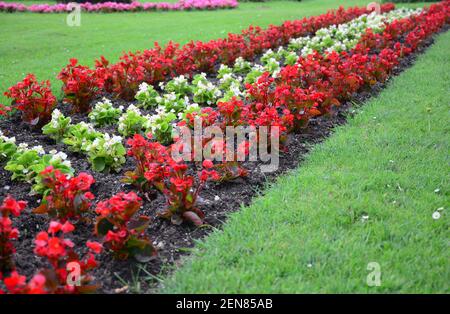 Les fleurs de la begonia rouge et blanche sont assez basses dans le lit de fleurs le long de la pelouse verte. Belle bordure de fleurs de begonia en été. Banque D'Images
