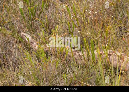 Boa constricor dans l'habitat naturel près d'Itacambira à Minas Gerais, Brésil Banque D'Images