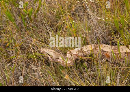 Gros plan d'un boa constricteur entre gras dans l'habitat naturel près d'Itacambira à Minas Gerais, Brésil Banque D'Images