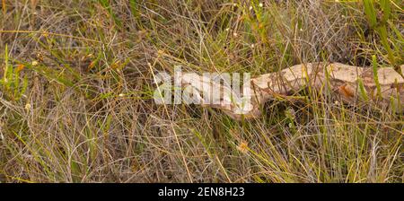 Le serpent non venimeux Boa constricteur dans l'habitat naturel près d'Itacambira à Minas Gerais, Brésil Banque D'Images