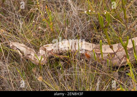 Gros plan d'un constricteur de Boa dans un environnement naturel près d'Itacambira à Minas Gerais, Brésil Banque D'Images