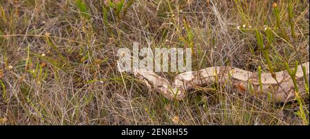 Boua constricteur rampant entre gras près d'Itacambira à Minas Gerais, Brésil Banque D'Images