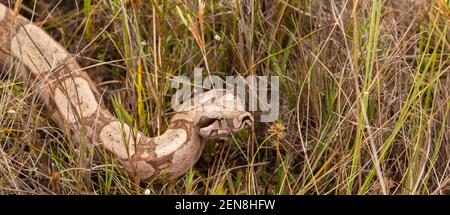 Boa constricteur entre gras près d'Itacambira à Minas Gerais, Brésil Banque D'Images