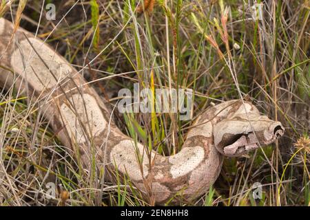 Gros plan de la tête d'un constricteur de Boa pris Dans l'habitat naturel près d'Itacambira à Minas Gerais Banque D'Images