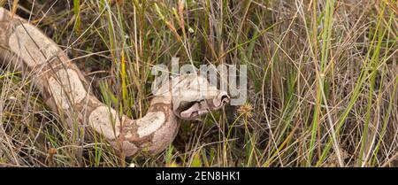 Tête d'un Boa constricteur entre gras près d'Itacambira à Minas Gerais, Brésil Banque D'Images