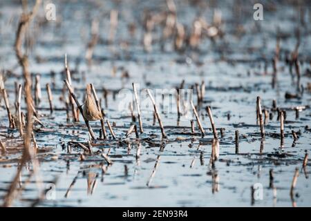 Petit oiseau chanté Paruline de saule (Phylloscopus trochilus) assis sur le roseau et l'eau potable. Petit songbird dans l'habitat naturel. Heure de printemps. C Banque D'Images