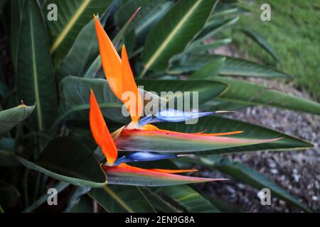 Gros plan de deux fleurs Bird of Paradise dans le Bush vert de Brisbane, en Australie Banque D'Images