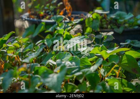 Feuille verte en forme de coeur de Houttuynia cordata ou également connue sous le nom de menthe de poisson, feuille de poisson, plante arc-en-ciel, plante de caméléon, feuille de coeur, Millepertuis, chinois li Banque D'Images