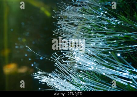 Fibre optique en vert par la lumière d'arbre de noël, gros plan avec bokeh. Banque D'Images