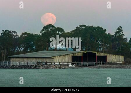 Amesbury, Wiltshire, Royaume-Uni. 26 février 2021. Météo Royaume-Uni. La lune presque pleine de neige se trouve derrière les arbres et une grange près d'Amesbury dans le Wiltshire, peu avant le lever du soleil, le matin froid et gelé. Crédit photo : Graham Hunt/Alamy Live News Banque D'Images