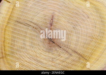 Gros plan sur le grand morceau circulaire de bois avec le motif de texture des anneaux d'arbre et des fissures. Banque D'Images