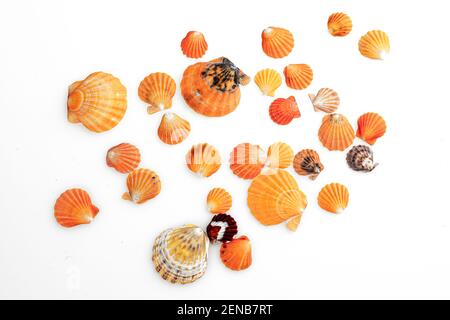 Seashell isolé sur fond blanc, gros plan, photo macro. Banque D'Images