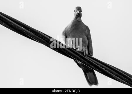 Un portrait noir et blanc d'un pigeon simple assis sur un fil électrique noir haute tension. Le fil était que l'oiseau est assis sur des courses à travers le f Banque D'Images