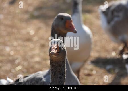 Production de foie gras, région Limousin, France Banque D'Images