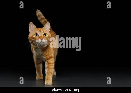 Chat de gingembre accroupi sur fond noir isolé, vue de face Banque D'Images