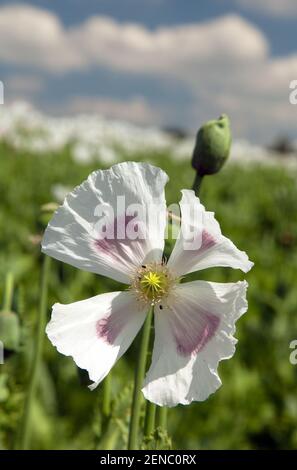 Détail du pavot à opium en fleurs papaver somniferum, fleur de pavot de couleur blanche est cultivé en République tchèque Banque D'Images