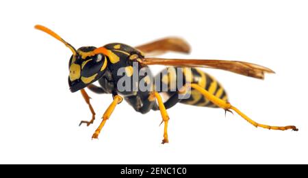 Guêpe commune européenne guêpe allemande ou veste jaune allemande isolée Fond blanc en vespula germanica latine Banque D'Images