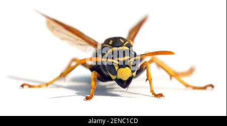 Guêpe commune européenne guêpe allemande ou veste jaune allemande isolée Fond blanc en vespula germanica latine Banque D'Images