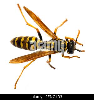 Guêpe commune européenne guêpe allemande ou veste jaune allemande isolée Fond blanc en vespula germanica latine Banque D'Images