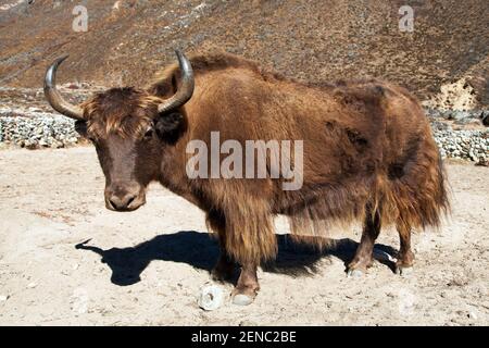 Brown Yak en latin bos grunniens ou BOS mutus on Le chemin vers le camp de base de l'Everest - montagnes de l'Himalaya du Népal Banque D'Images