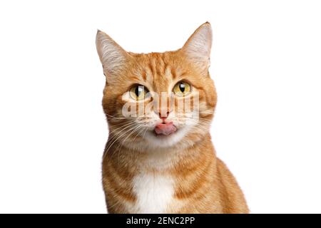 Portrait de Licking Ginger Cat, regardant dans la caméra sur fond blanc isolé, vue avant Banque D'Images