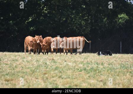 Concours de chiens de bétail, le Dorat, France Banque D'Images