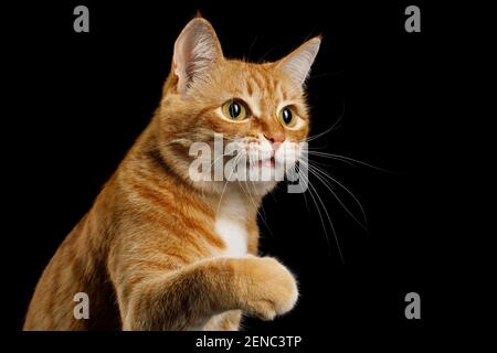 Portrait d'un Ginger Cat ludique qui élève la Paw sur l'isolé Arrière-plan noir Banque D'Images