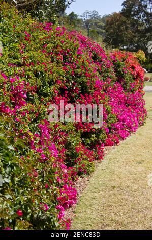 Un jardin privé australien dans le Queensland. Haie de Bougainvillia à côté de la pelouse. Jour ensoleillé. Banque D'Images