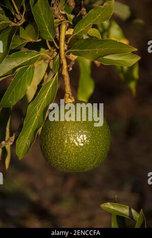 Unique roseau avocat (persea americana) croissant dans un verger du Queensland, en Australie. Gros, rond, fruit lourd, vert, sphérique. Banque D'Images