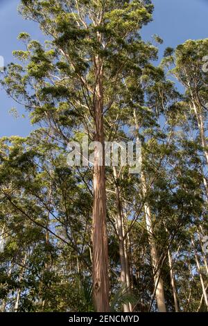 De grands arbres à gomme (Eucalyptus grandis, gomme inondée, gomme rose) qui s'élèvent au-dessus de la forêt tropicale en contrebas., par une journée ensoleillée avec le ciel bleu. Queensland, Australie. Banque D'Images