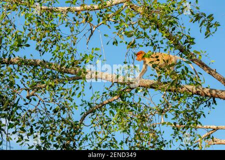 Singe Proboscis femelle (Nasalis larvatus) - singe à long nez (singe hollandais) dans son environnement naturel dans la forêt tropicale de Bornéo Banque D'Images