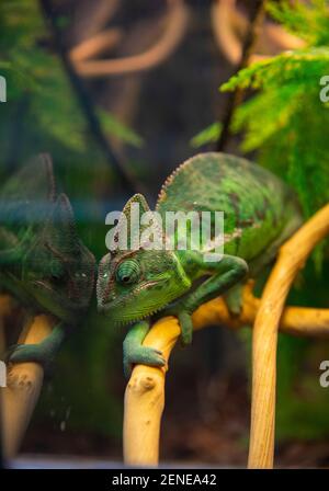 Un caméléon vert est assis sur une branche et se reflète dans le verre. La photo a été prise par une fenêtre. Banque D'Images