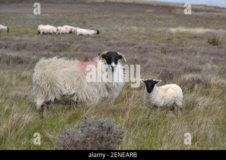 Mouton sauvage et agneau sur les landes du Yorkshire du Nord - campagne - Moorland - herbe - Violet chiné - blanc long Laine - visages noirs - cornes - Yorkshire UK Banque D'Images