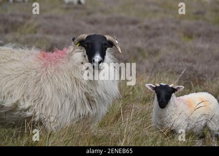 Mouton sauvage et agneau sur les landes du Yorkshire du Nord - campagne - Moorland - herbe - Violet chiné - blanc long Laine - visages noirs - cornes - Yorkshire UK Banque D'Images