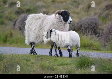 Mouton sauvage et agneau sur les landes du Yorkshire du Nord - campagne - Moorland - herbe - Violet chiné - blanc long Laine - visages noirs - cornes - Yorkshire UK Banque D'Images