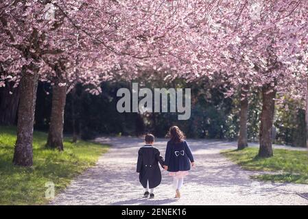 Enfants marchant sous des cerisiers, main dans la main. Un garçon en tuxedo et une fille manteau au printemps avec des fleurs de cerisier en journée ensoleillée. Lausanne, Suisse. Banque D'Images