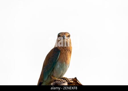 Oiseau en colère avec expression et contact avec les yeux sur fond blanc. Rouleau eurasien ou européen ou Coracias garrulus perché dans la forêt du centre de l'inde Banque D'Images